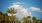a group of trees with blue sky and clouds in the background